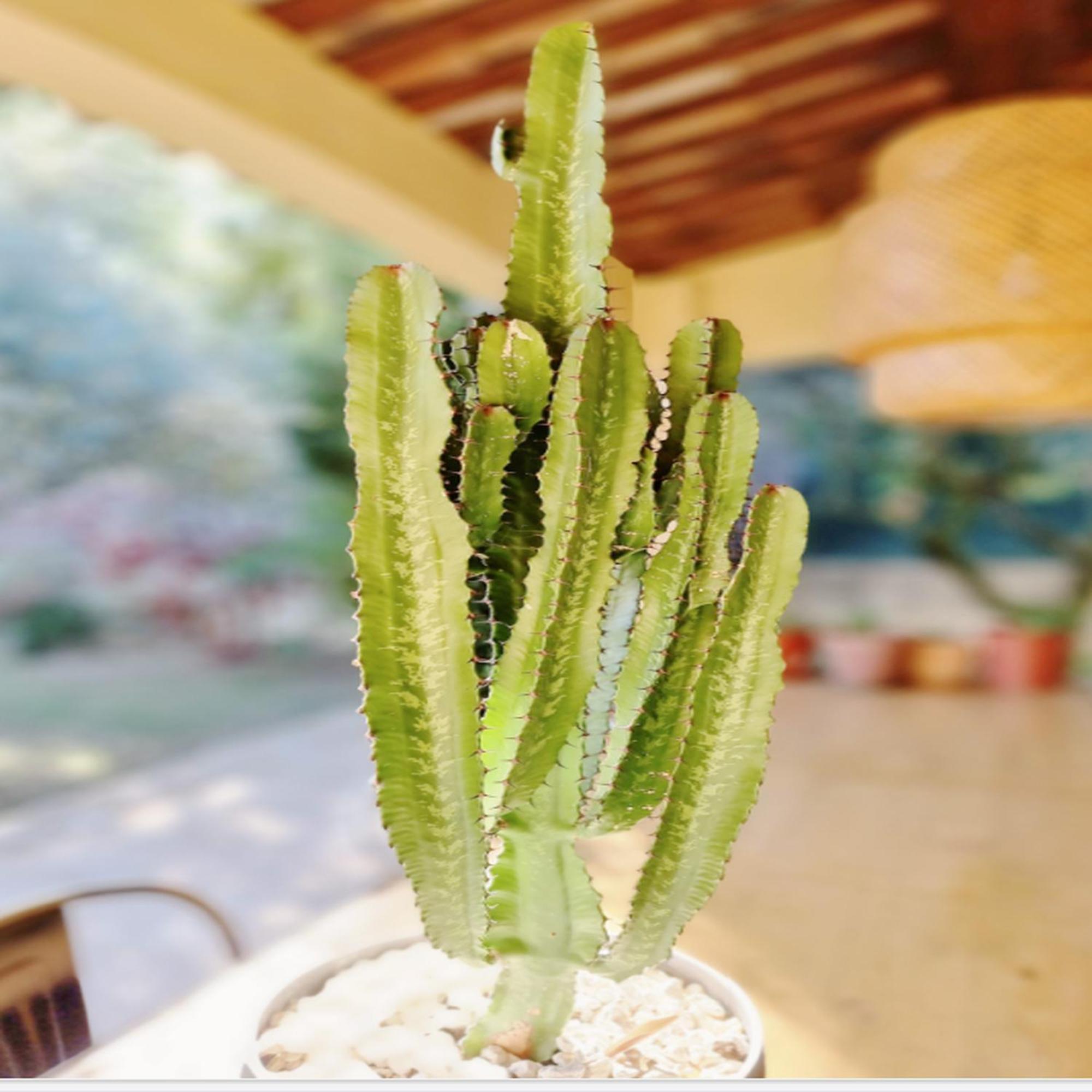Villa Oasis En Provence Luberon Pierrevert Eksteriør billede